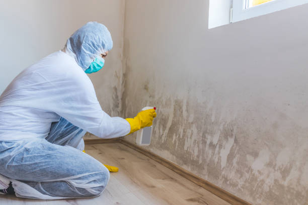Licensed Basement Mold Remediation service in Niles, MI - WQB Mold Removal