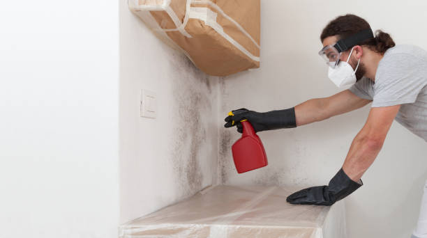 Professional Basement Mold Remediation technician working in Niles, MI