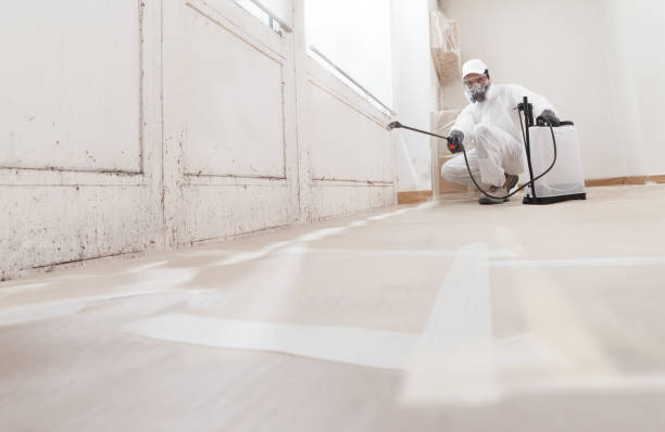 24/7 Emergency Basement Mold Remediation experts in Niles, MI